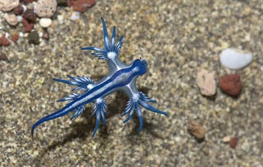 petit dragon bleu dans l'eau