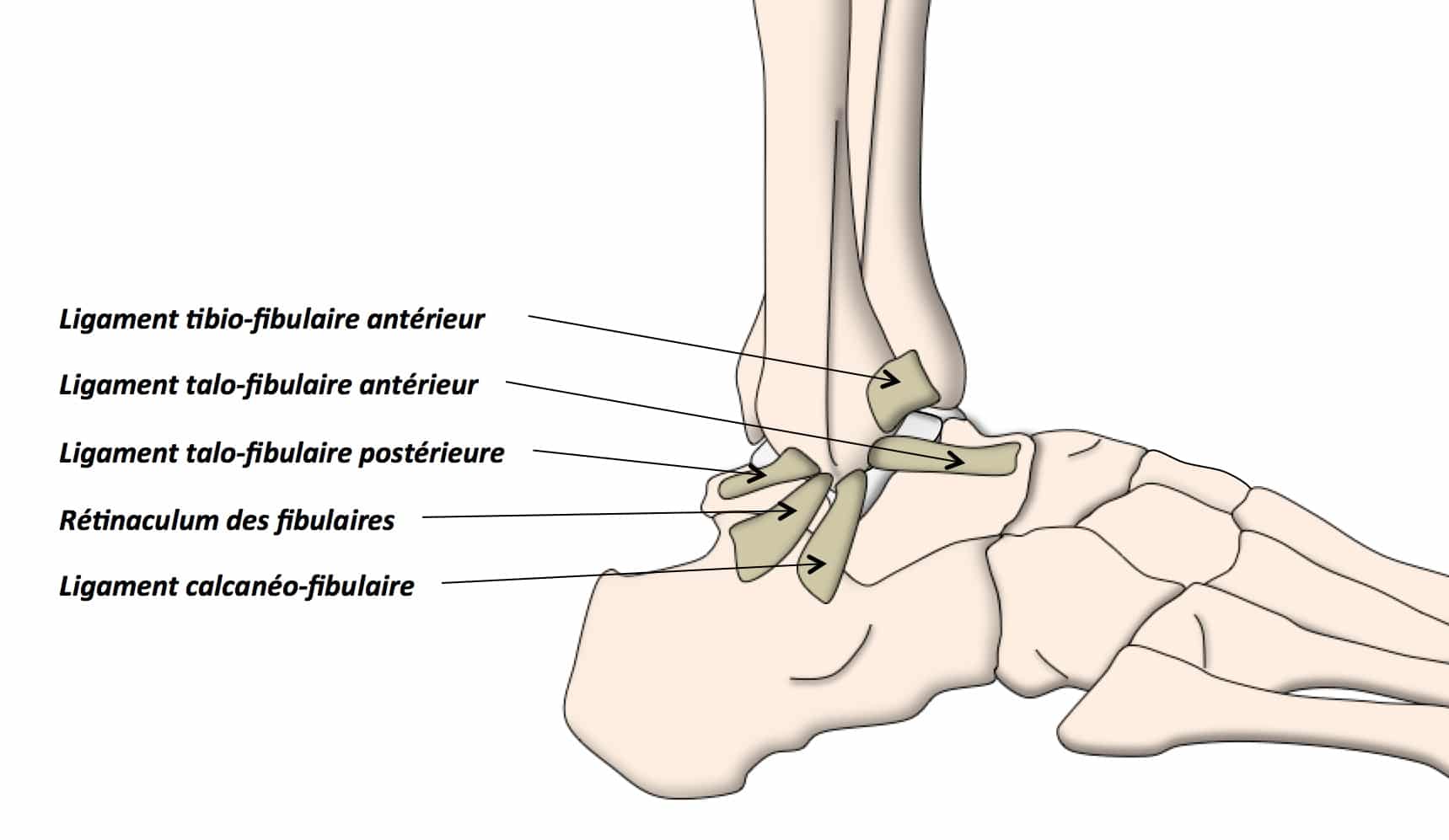 détail des ligaments du talon du pied en illustration sur fond blanc