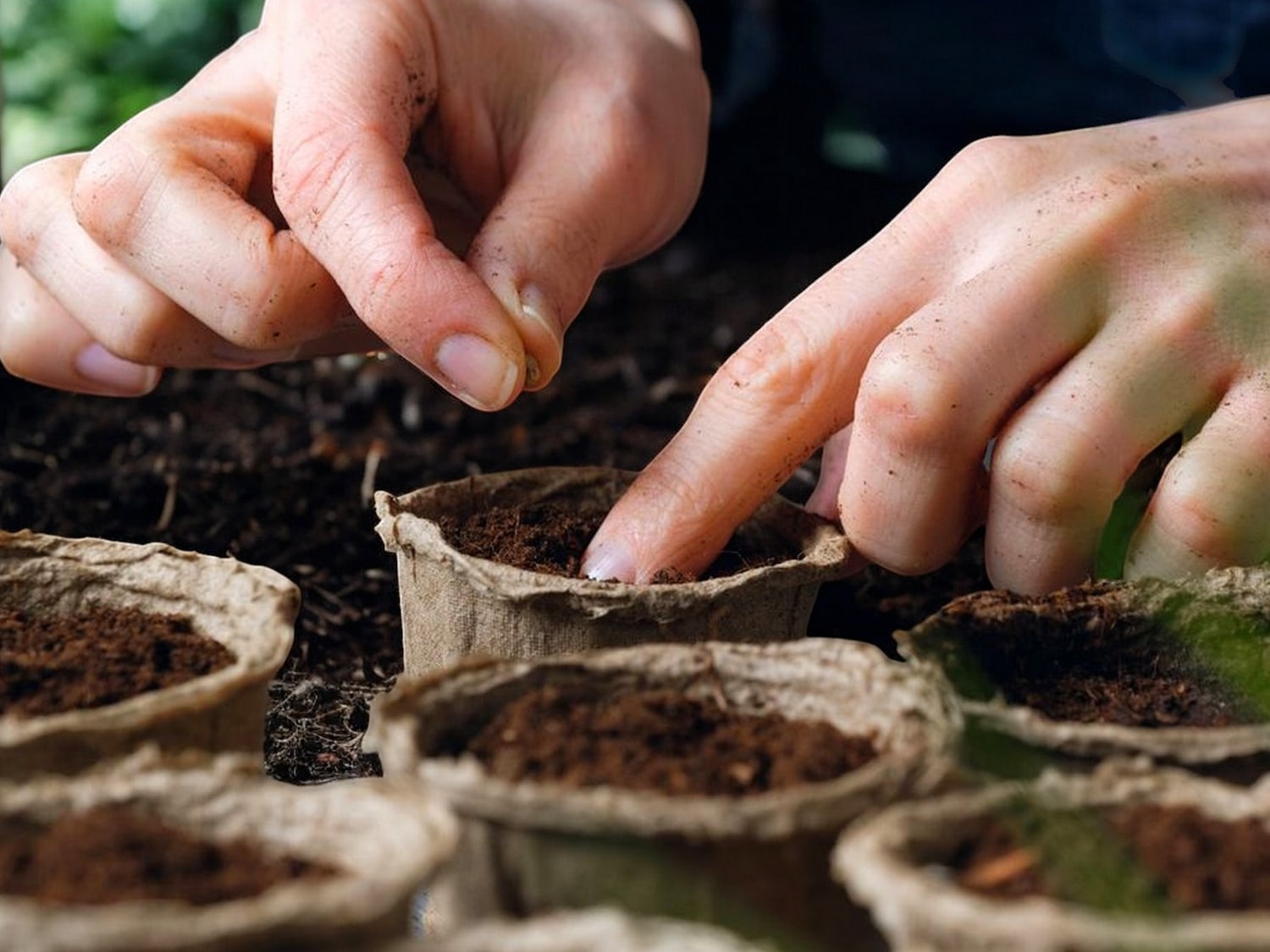 femme qui fait les semis dans des petits pots