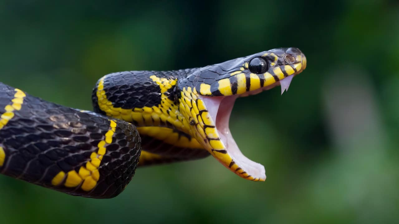 serpent noir et jaune vue de prés avec la bouche ouverte