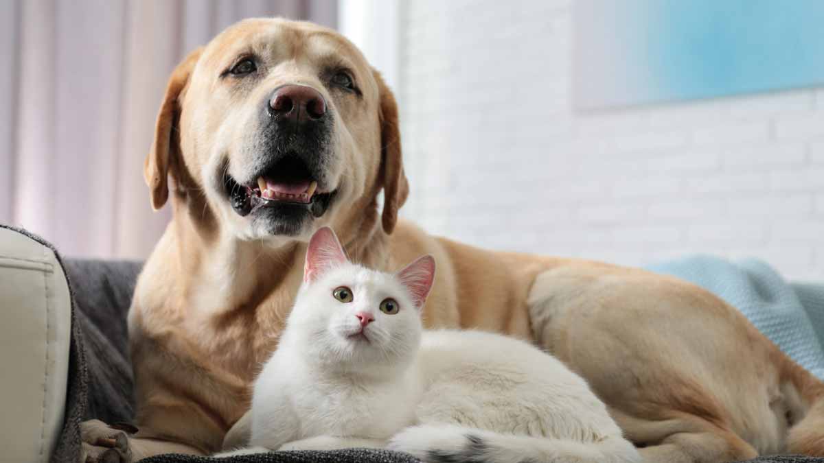 un chat et un hien à coté en intérieur
