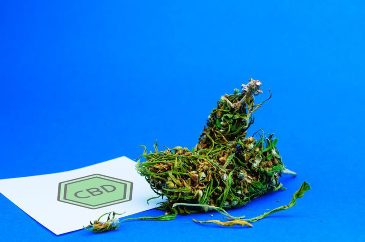 fleur de cbd sur fond bleu